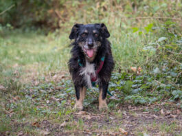 Tierherberge Egelsbach: Nero sucht eine Familie, wo er er in Ruhe ankommen darf