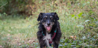 Tierherberge Egelsbach: Nero sucht eine Familie, wo er er in Ruhe ankommen darf