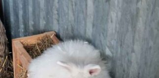 Tierschutzverein Seligenstadt: Shiva ist auf der Suche nach einem neuen Umfeld