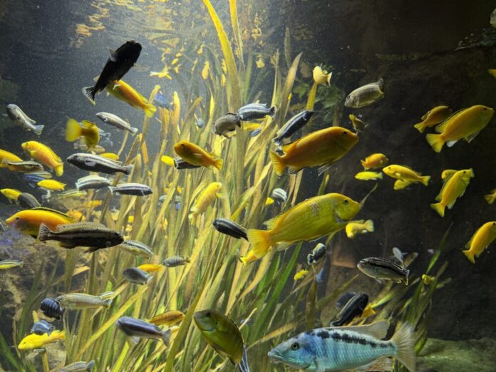 Aquarium-im-Exotarium-Copyright-Zoo-Frankfurt