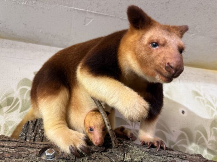Baumkänguru-Aluna-mit-Jungtier-Copyright-Zoo-Frankfurt