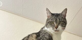 Tierschutzverein Seligenstadt: Lui möchte zum letzten Mal umziehen