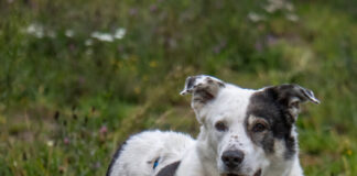Tierherberge Egelsbach: Oki wünscht sich wieder bei einer Familie zu leben