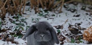 Hase im Schnee