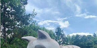 Catmobil des Deutschen Tierschutzbundes kommt zur Frankfurter Hauptwache