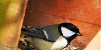 Heimische Vogelarten im Winter unterstützen