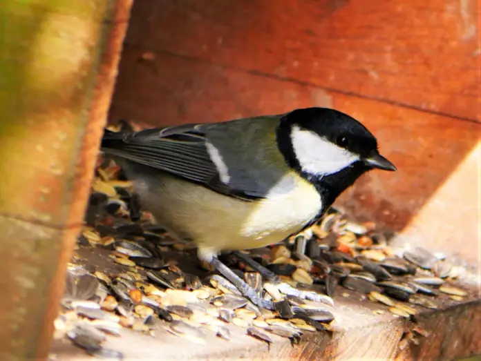 e46333c22a2e45d6cdc656e8fa55a5f6