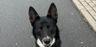 Tiere in Not Odenwald: Mailo ist kein Hund, der gerne nichts tut