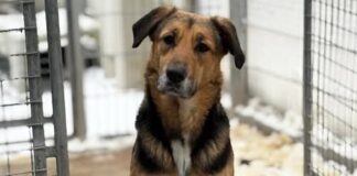 Tiere in Not Odenwald sucht ein Zuhause für Riecke