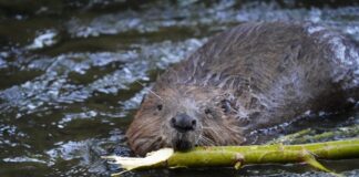 Biberdamm in Breuberg zerstört