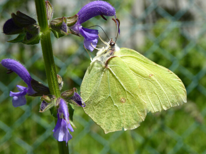 260226Zitronenfalter