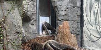 Zoo Frankfurt: Eine neue Innenanlage für Große Ameisenbären und Riesentukane