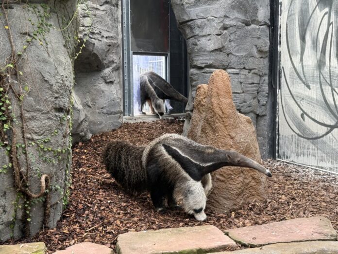 Ameisenbären-in-neuer-Innenanlage-Copyright-Zoo-Frankfurt