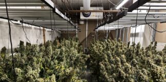 Ordnungsamt kontrolliert Cannabis-Anbauvereinigungen in Frankfurt am Main