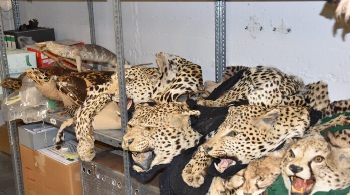 Bild zu PM Artenschutztag