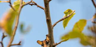 Darmstadt-Dieburg startet Artenschutzprojekt für den Gartenschläfer