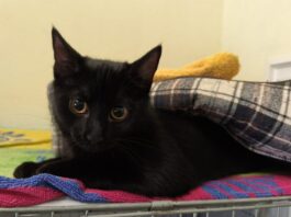 Tierschutzverein Seligenstadt: Kiki möchte ein Zuhause mit späterem Freigang