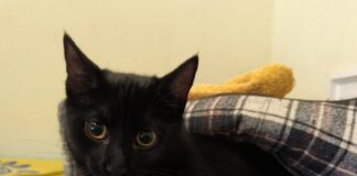 Tierschutzverein Seligenstadt: Kiki möchte ein Zuhause mit späterem Freigang