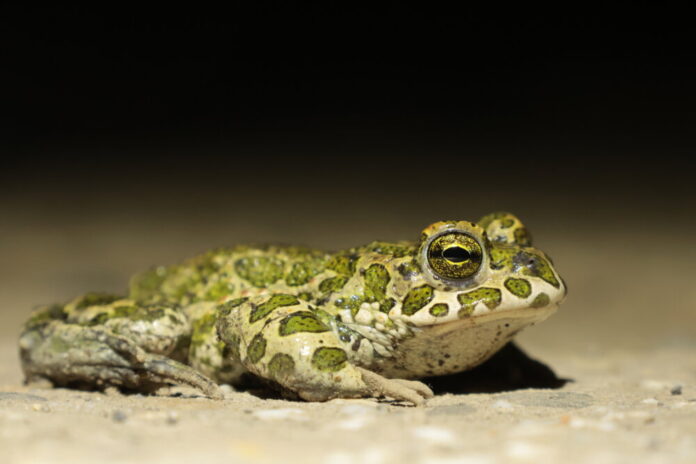 Wechselkröte (Urherberin C.Schweiger)