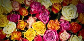 Ökotipp des BUND: Giftfreie Liebesgrüße statt toxischer Schnittblumen