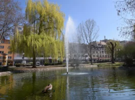 Wasser aus dem Weiher im Martin-Luther-Park Offenbach wird für Reparaturen abgelassen