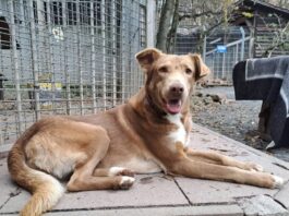 Tiere in Not Odenwald: Mellowbee versucht Menschen um den Finger zu wickeln