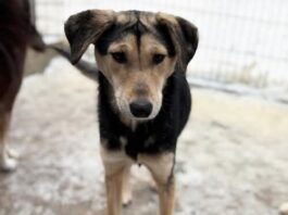 Tiere in Not Odenwald sucht ein Zuhause für Marijana