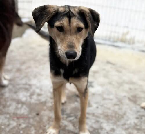 Tiere in Not Odenwald sucht ein Zuhause für Marijana