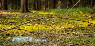 Schutzgemeinschaft Deutscher Wald lädt ein zum gemeinsamen Wald-Clean-up zwischen Ludwigshöhviertel und Marienhöhe