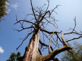 Streusalz wird zum Baumkiller Nummer Eins