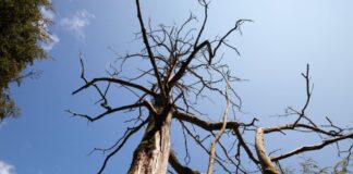 Streusalz wird zum Baumkiller Nummer Eins