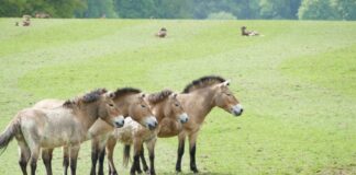 Zoos machen Hoffnung: Artenschutz wirkt – weltweit und vor Ort