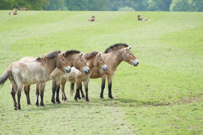 vakantieidee-przewalski-horses-3414202_1920