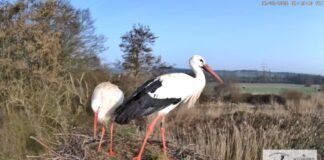 Storchenkamera in Schierstein wieder live: Start in die neue Saison