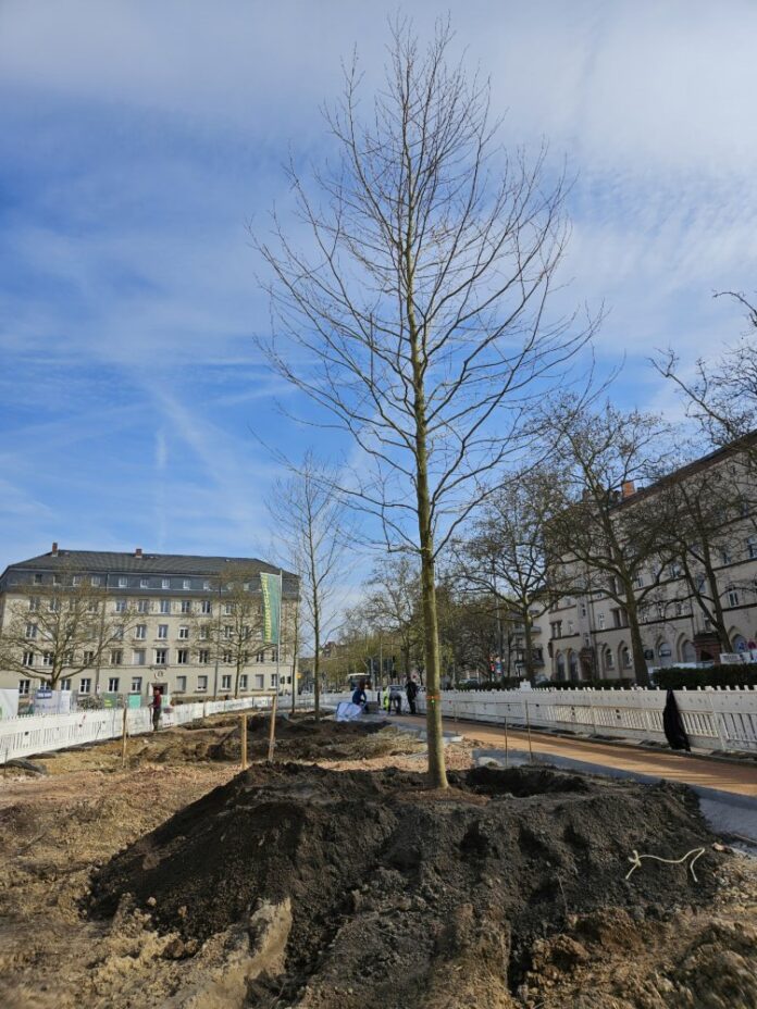 260324-Baumpflanzungen-Elsaesser-Park