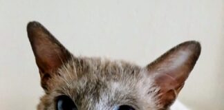 Tierschutzverein Seligenstadt: Ares wünscht sich ein Leben als Pascha