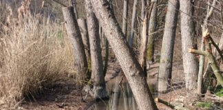 Biberdamm am Oberhöchster Bach bei Höchst beschädigt
