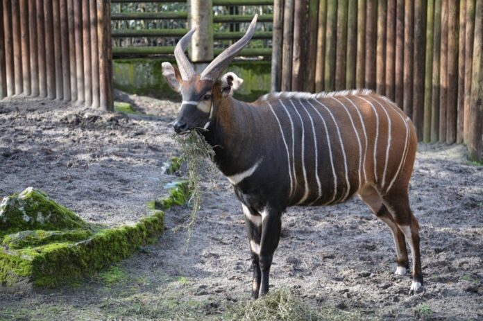 Bongo-Fitz-Copyright-Zoo-Frankfurt-Detlef-Möbius