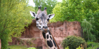 Neuzugang bei den Giraffen des Frankfurter Zoos