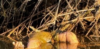 Hand ragt aus dem Wasser: “Grausiger” Fund in Breuberg entpuppt sich als Puppe