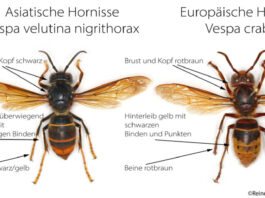 Asiatische Hornisse: Entfernung von Nestern muss selbst gezahlt werden