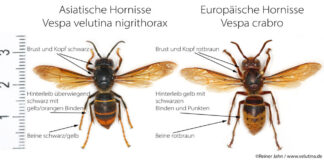 Asiatische Hornisse: Entfernung von Nestern muss selbst gezahlt werden
