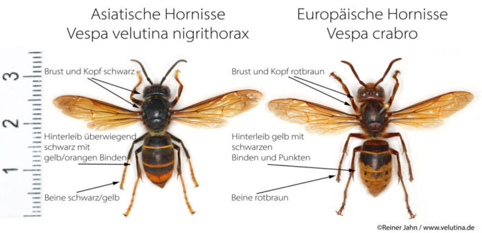 Vergleich Hornissen_Quelle_Reiner Jahn_www velutina de