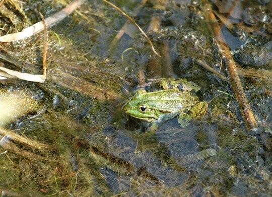 Frosch Teich See Weiher rmv