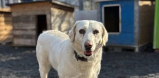 Tiere in Not Odenwald: Terry ist ein Geschenk