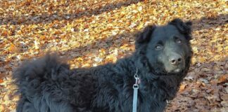 Tiere in Not Odenwald: Will ist ein toller, unerschrockener Hund mit viel Potenzial