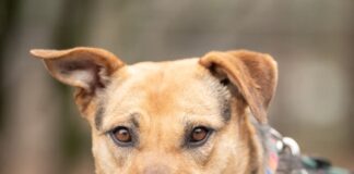 Tiere in Not Odenwald: Lisali sucht nach schwerem Verlust ein neues Zuhause