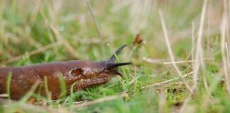 BUND-Ökotipp: Was gegen Schnecken im Garten hilft
