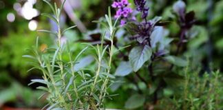 BUND-Ökotipp: Kräuter richtig Anpflanzen