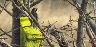 BUND-Ökotipp: Tierische Lebensräume im Garten schaffen